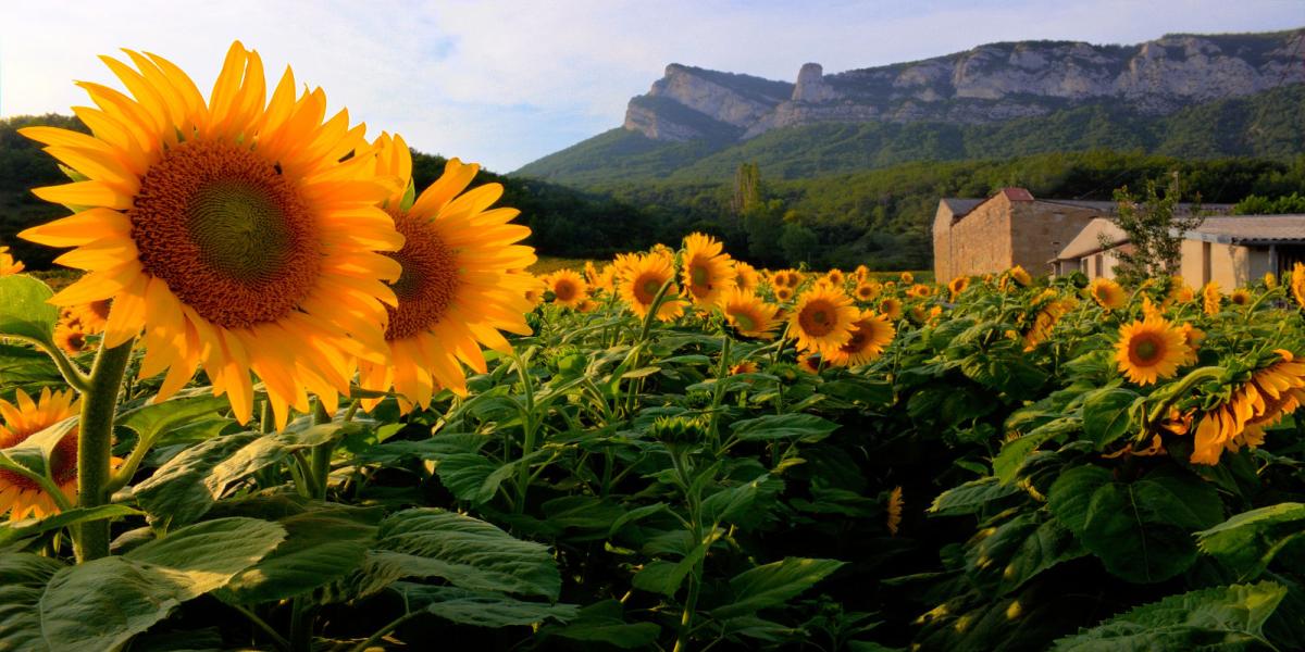 tournesols France